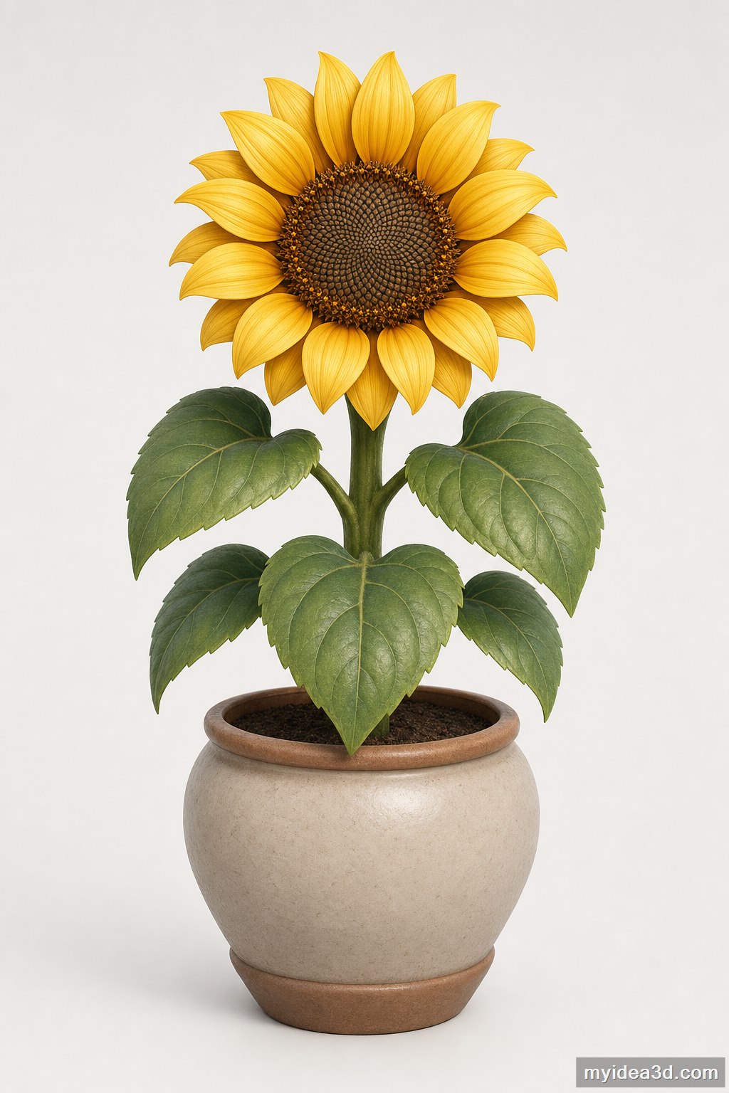 Cute sunflower - front