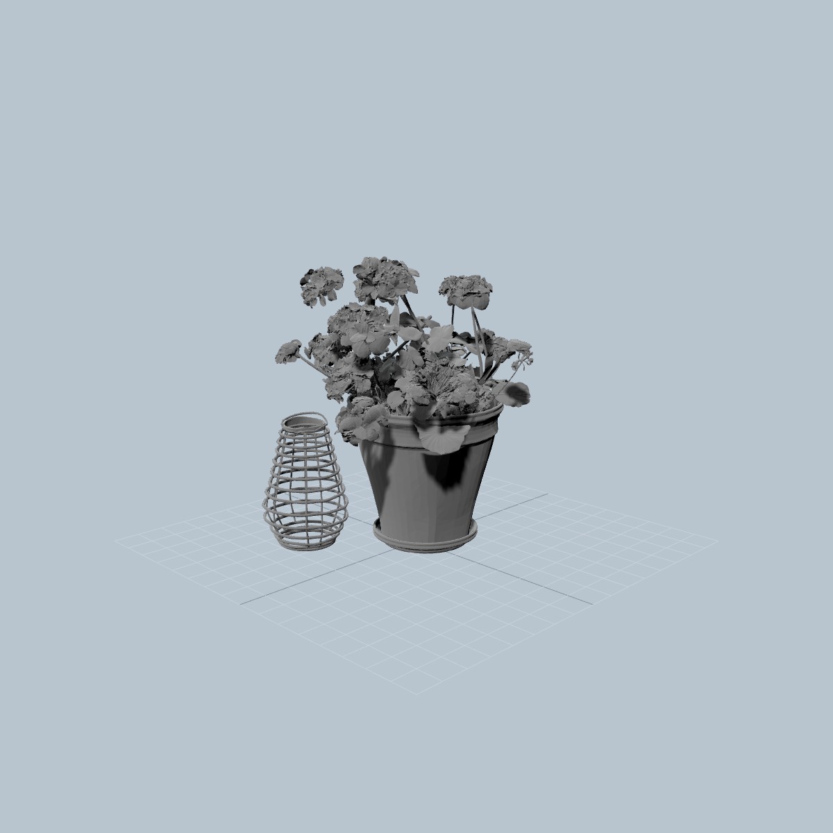 Geranium - photo